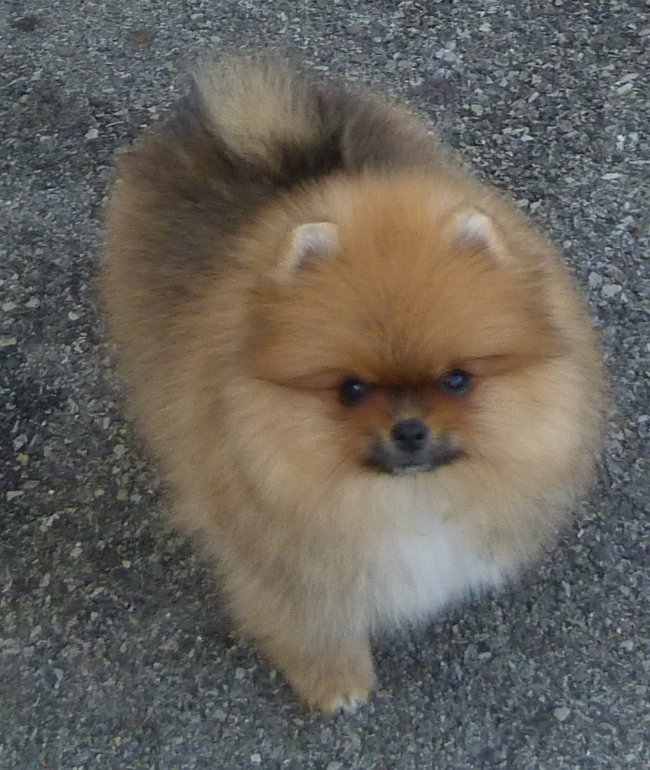 Des Petits Ecureuils - Chiots disponibles - Spitz allemand