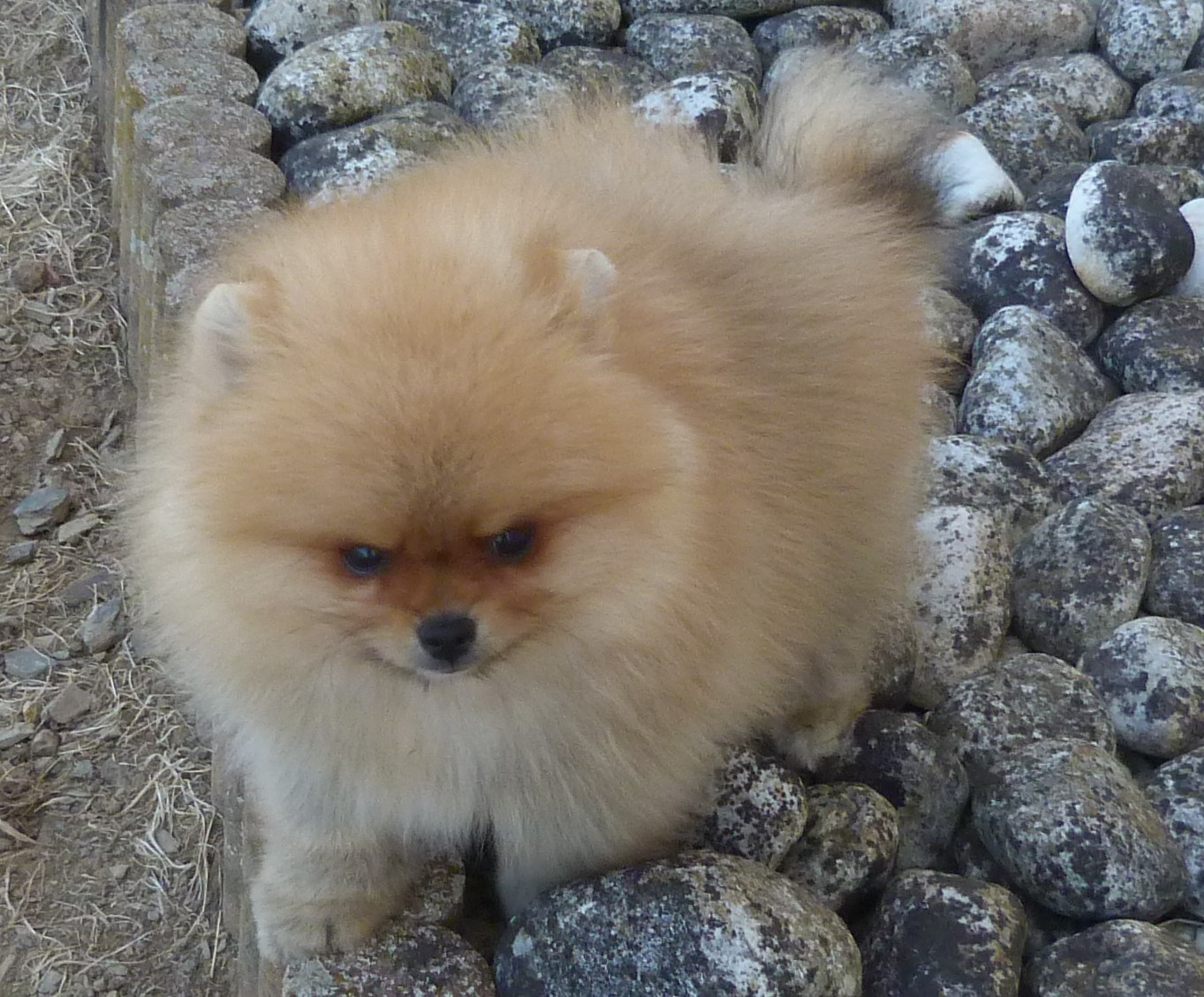 Des Petits Ecureuils - Chiots disponibles - Spitz allemand