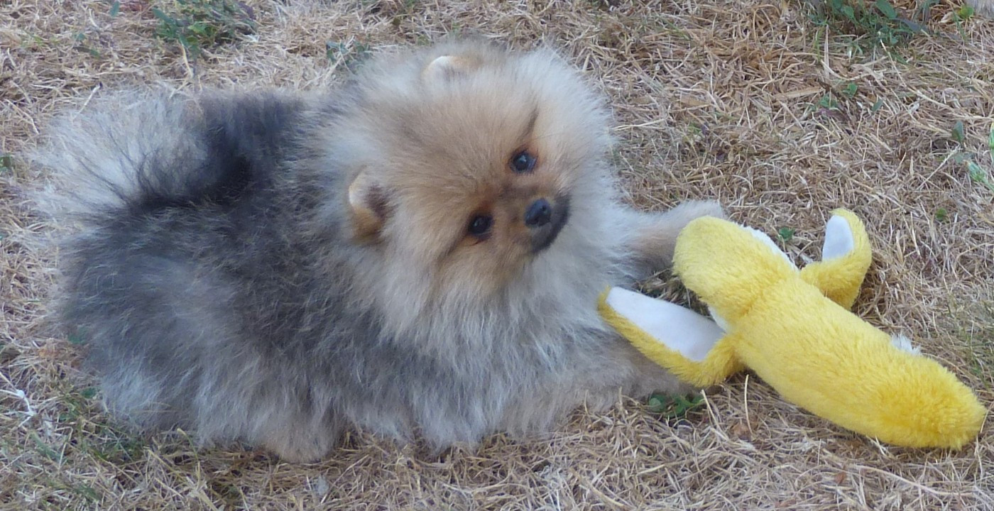 Des Petits Ecureuils - Chiots disponibles - Spitz allemand