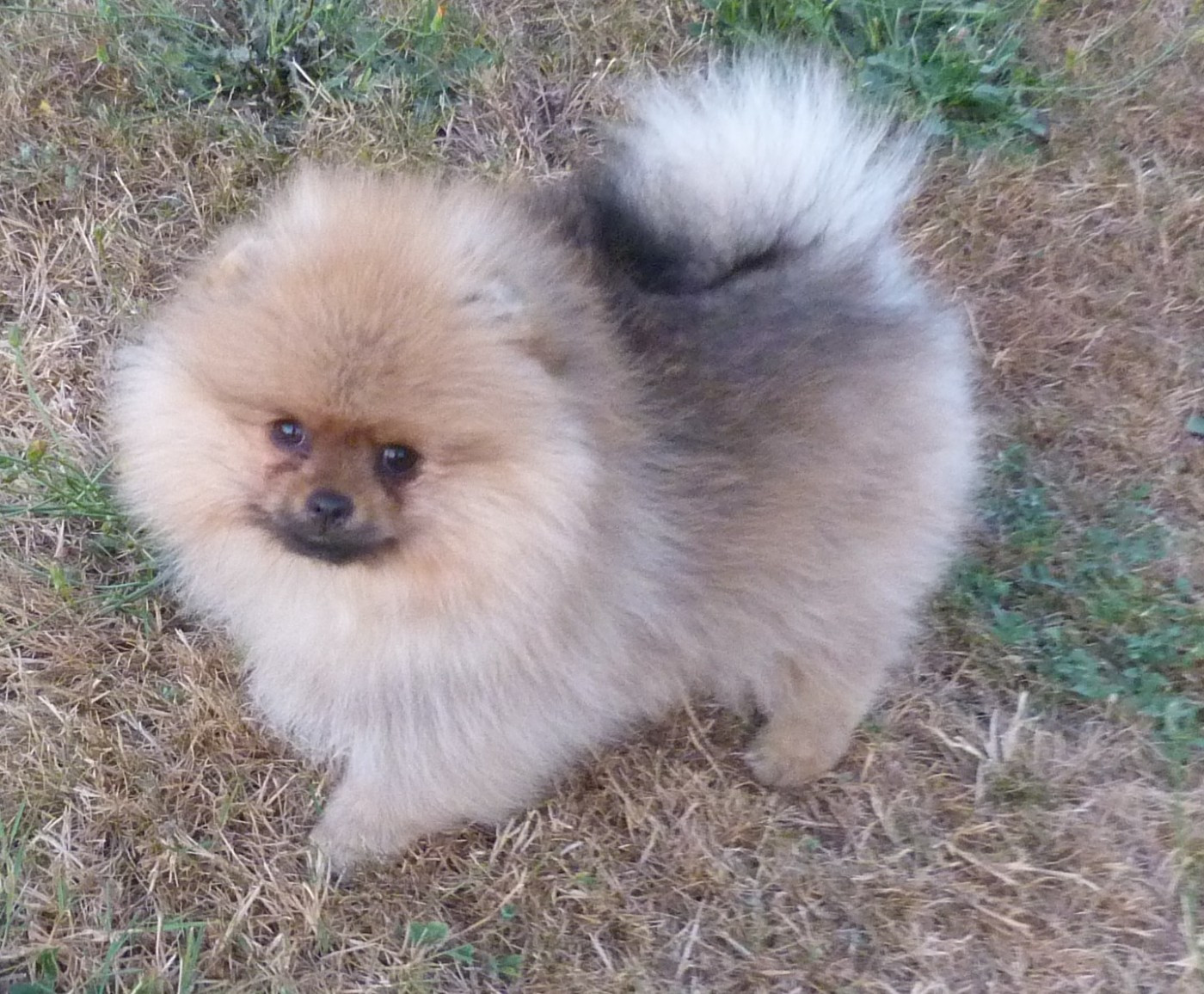 Des Petits Ecureuils - Chiots disponibles - Spitz allemand