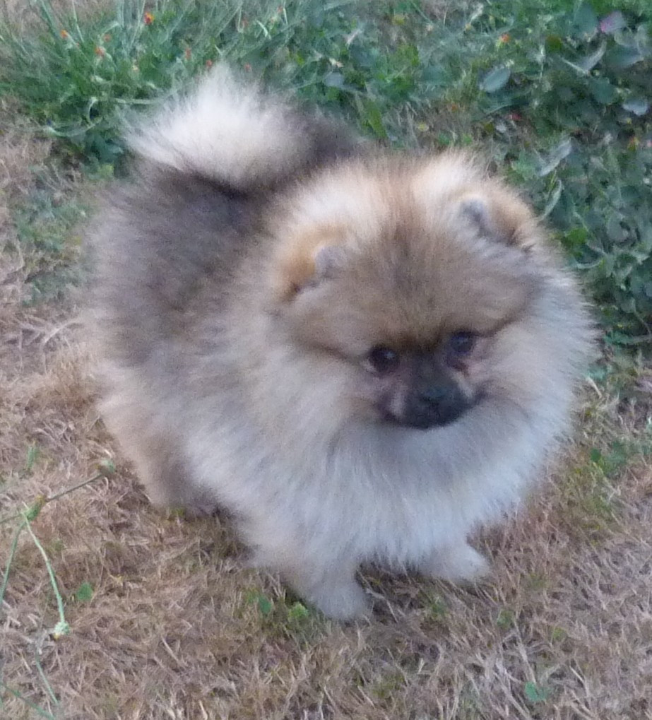 Des Petits Ecureuils - Chiots disponibles - Spitz allemand