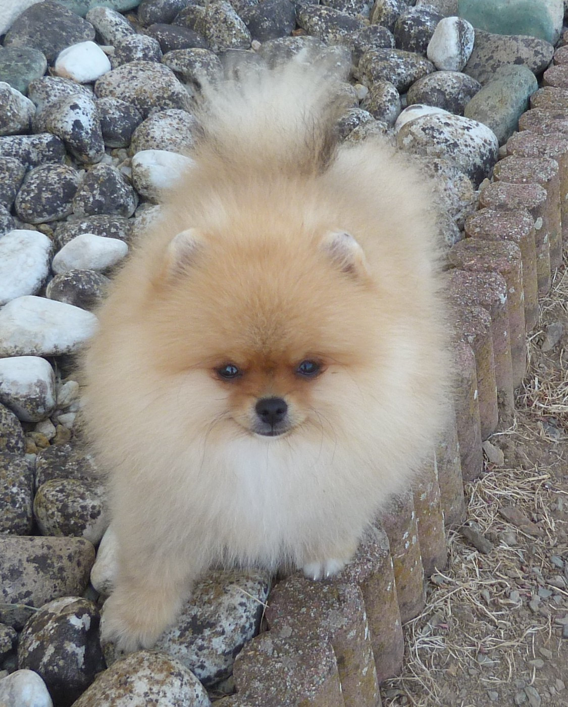 Des Petits Ecureuils - Chiots disponibles - Spitz allemand