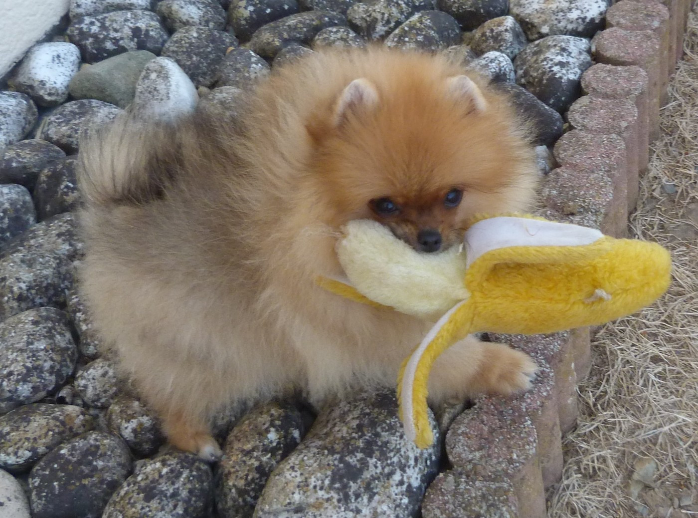 Des Petits Ecureuils - Chiots disponibles - Spitz allemand