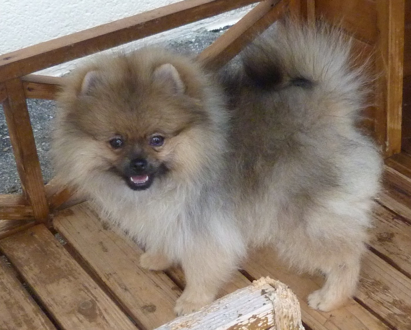 Des Petits Ecureuils - Chiots disponibles - Spitz allemand