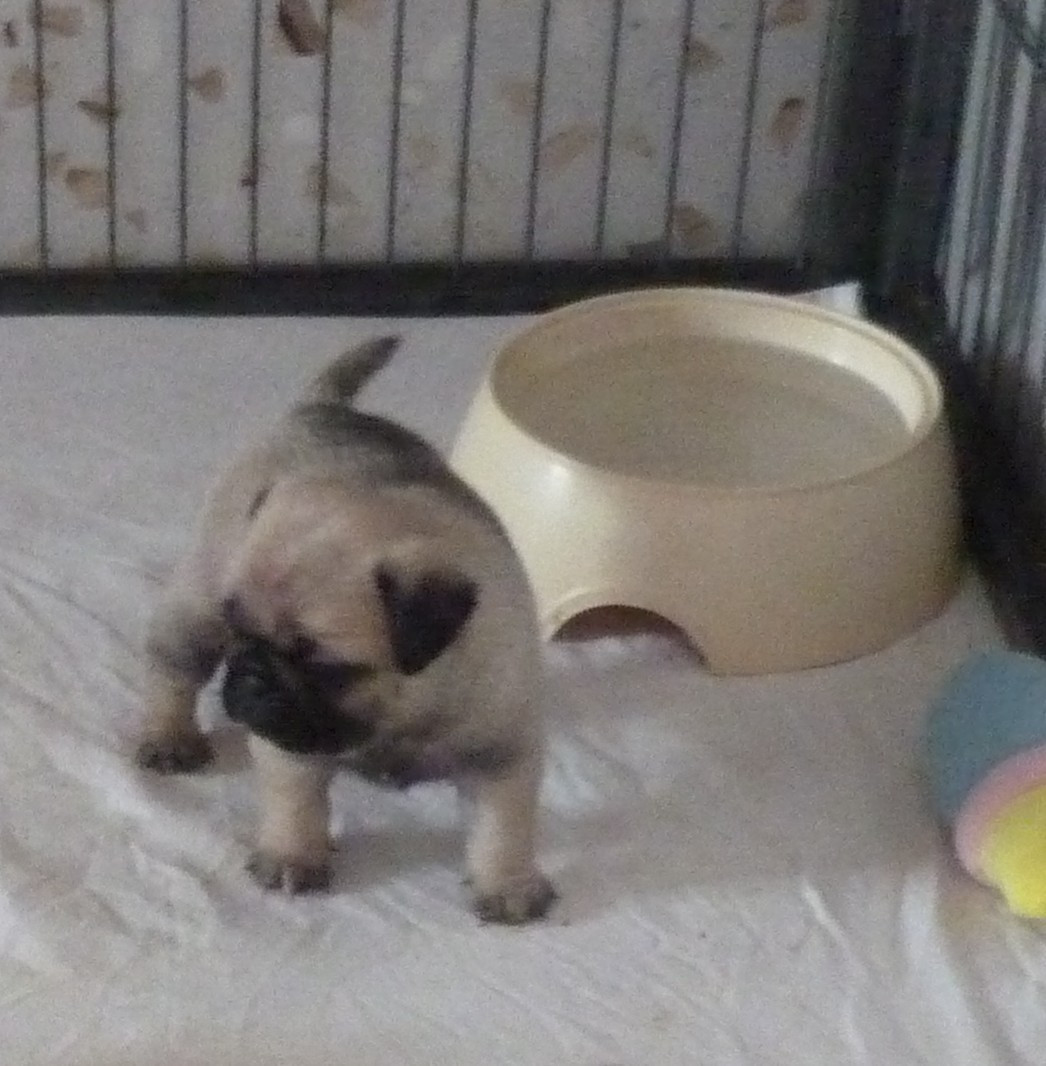 Des Petits Ecureuils - Chiots disponibles - Carlin