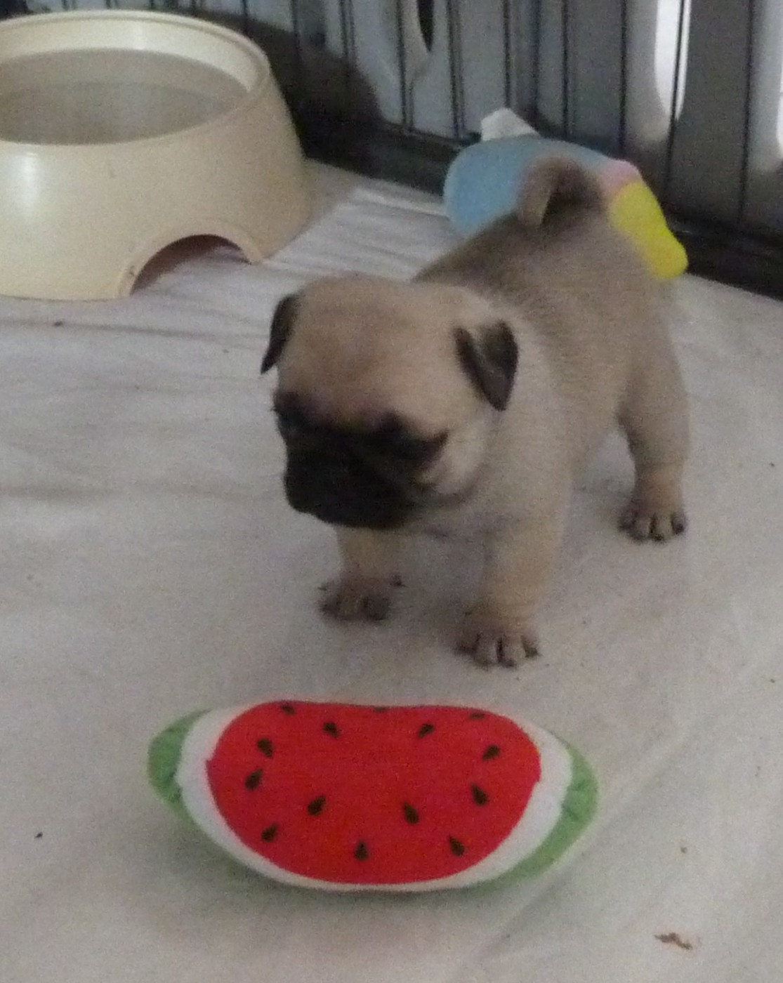 Des Petits Ecureuils - Chiots disponibles - Carlin