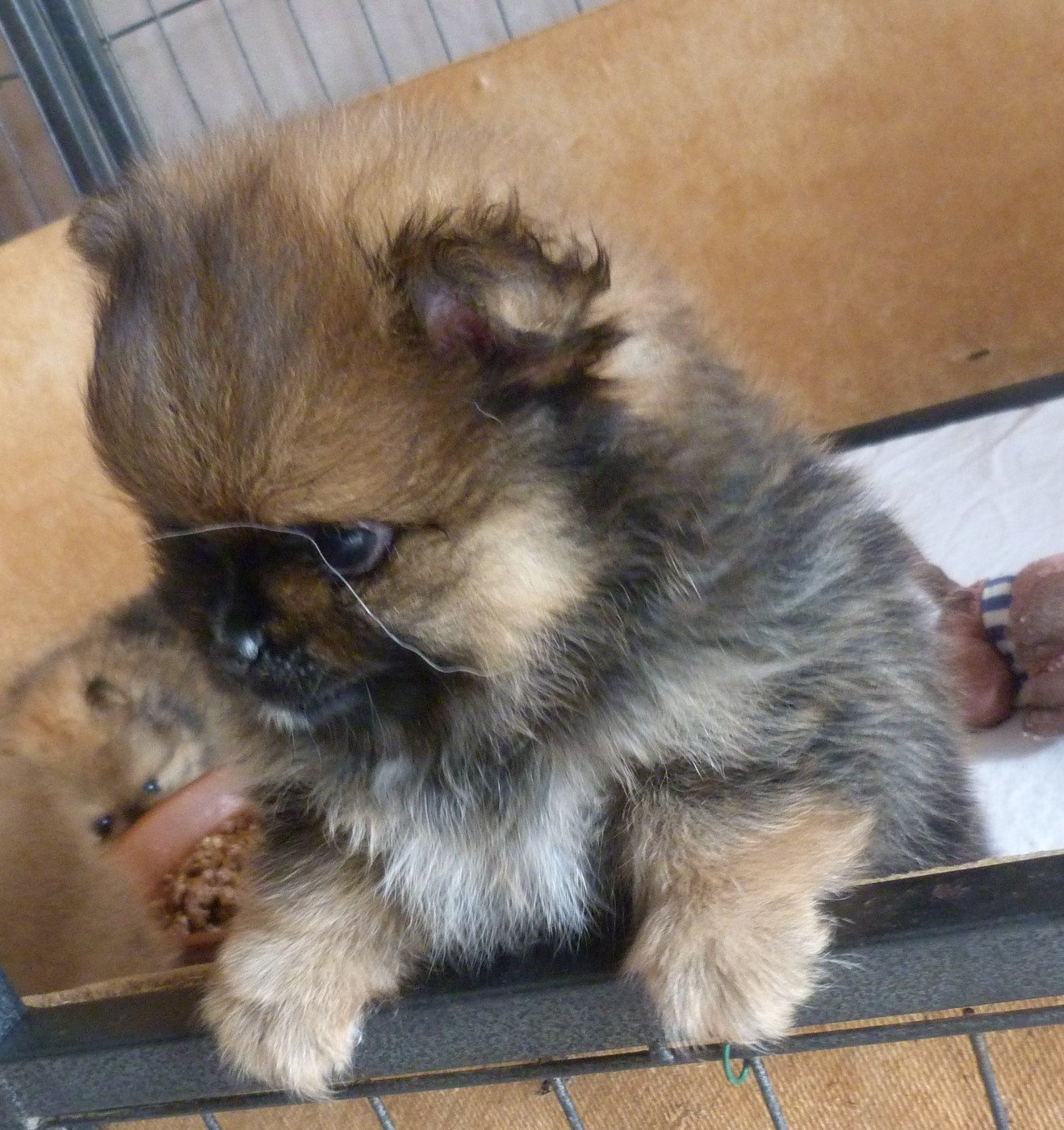 Des Petits Ecureuils - Chiots disponibles - Spitz allemand