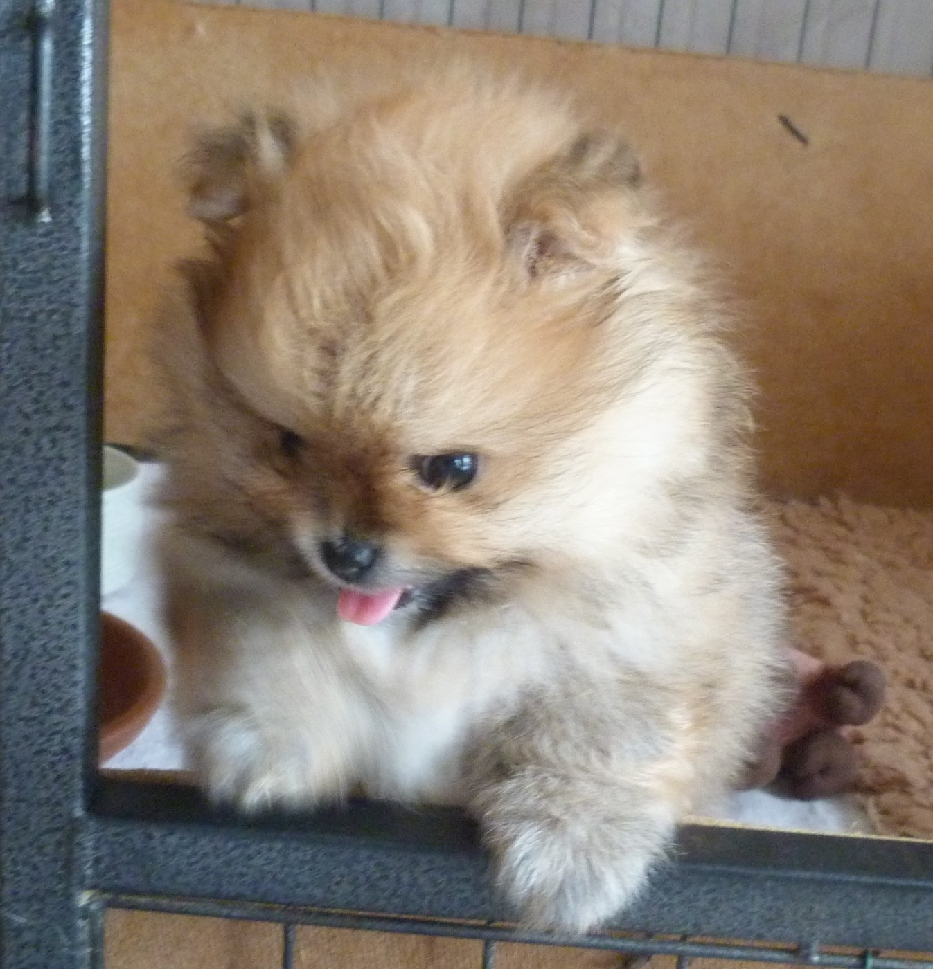 Des Petits Ecureuils - Chiots disponibles - Spitz allemand