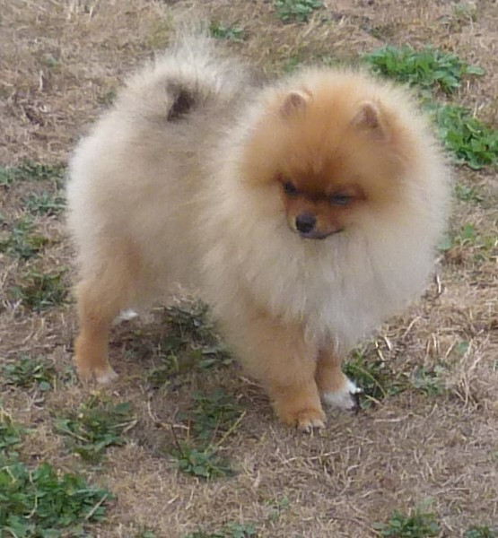 Des Petits Ecureuils - Chiots disponibles - Spitz allemand