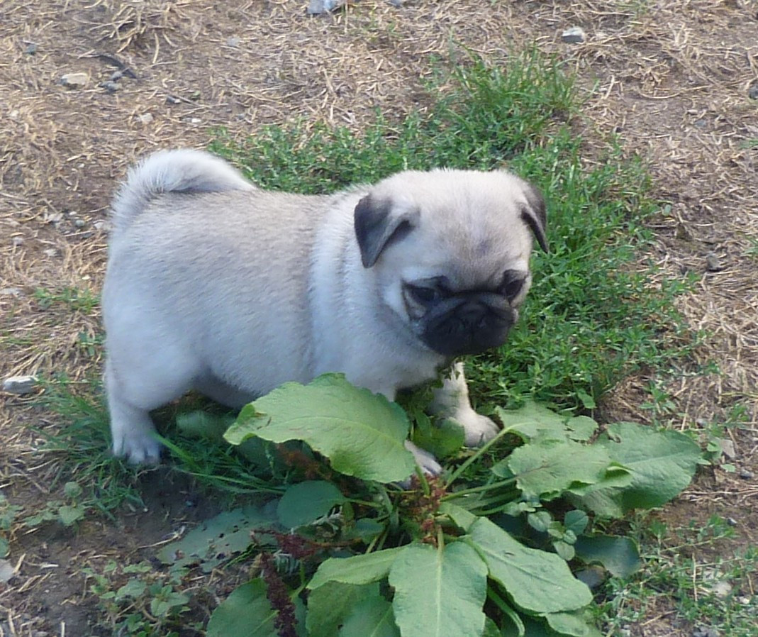 Des Petits Ecureuils - Chiots disponibles - Carlin