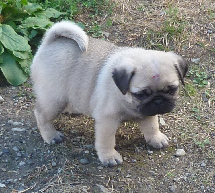 Des Petits Ecureuils - Chiots disponibles - Carlin