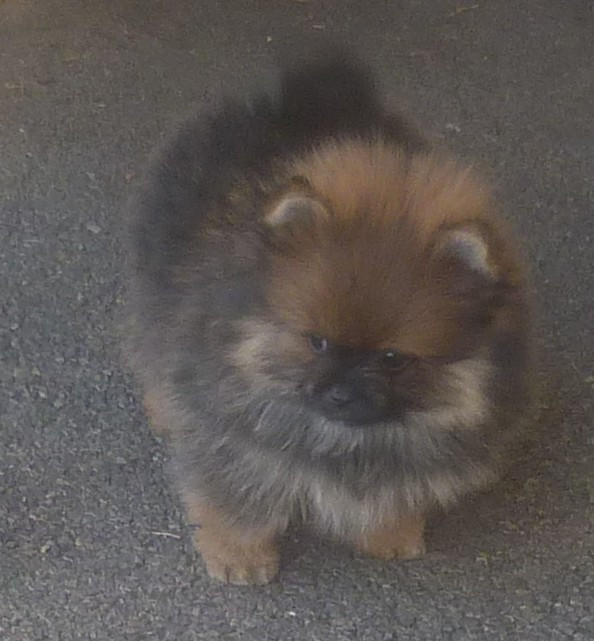 Des Petits Ecureuils - Chiots disponibles - Spitz allemand