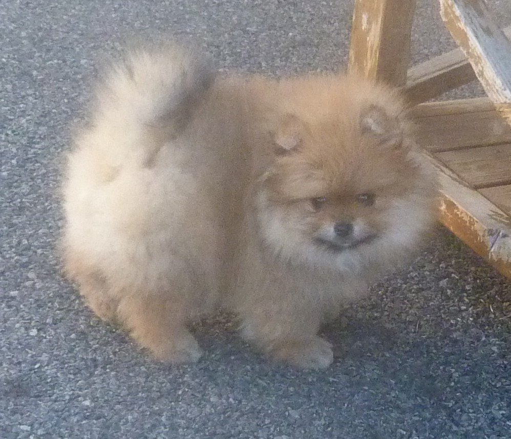 Des Petits Ecureuils - Chiots disponibles - Spitz allemand