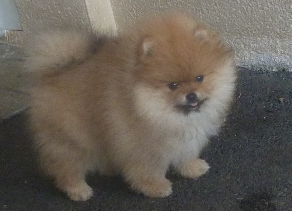 Des Petits Ecureuils - Chiots disponibles - Spitz allemand