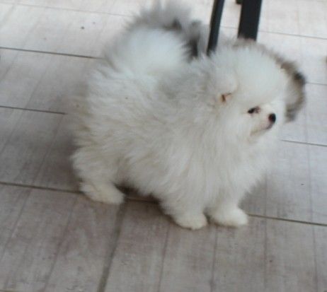 Des Petits Ecureuils - Chiots disponibles - Spitz allemand