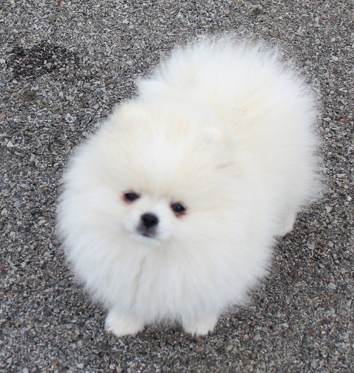 Des Petits Ecureuils - Chiots disponibles - Spitz allemand