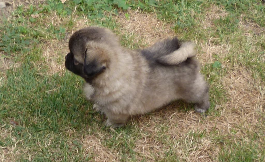 Des Petits Ecureuils - Chiots disponibles - Epagneul tibetain