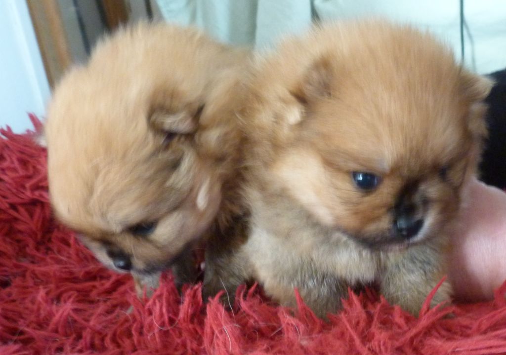 Des Petits Ecureuils - Chiots disponibles - Spitz allemand