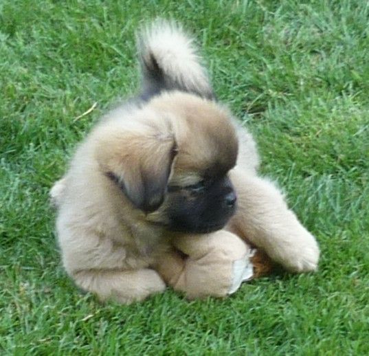 Des Petits Ecureuils - Chiots disponibles - Epagneul tibetain