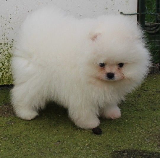 Des Petits Ecureuils - Spitz allemand - Portée née le 11/12/2023