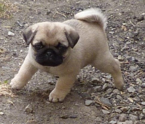 Des Petits Ecureuils - Chiots disponibles - Carlin