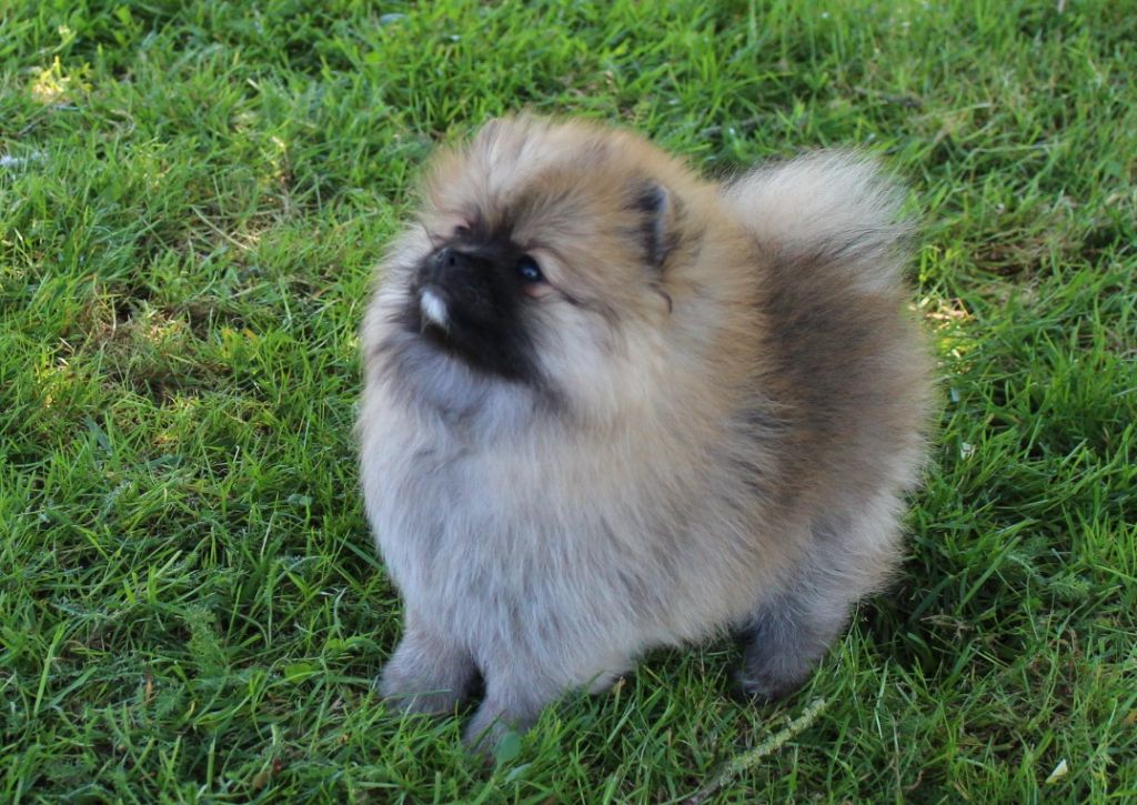Des Petits Ecureuils - Chiots disponibles - Spitz allemand