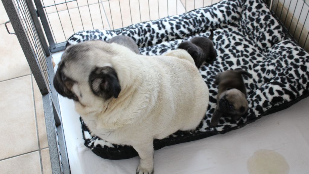 Chiot Carlin Des Petits Ecureuils
