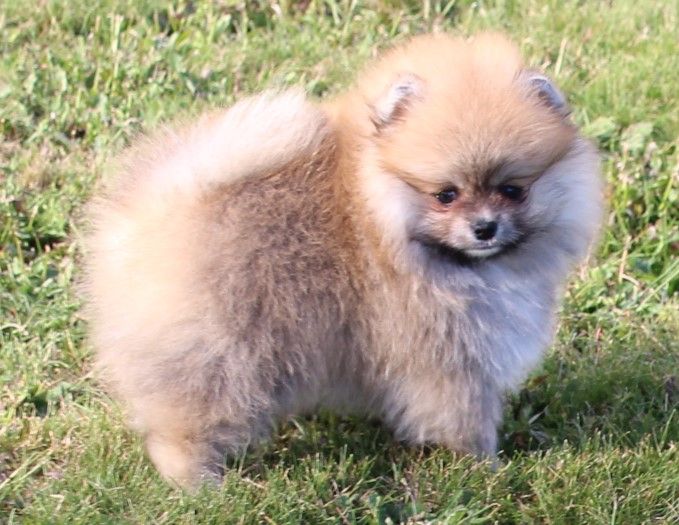 Des Petits Ecureuils - Spitz allemand - Portée née le 18/05/2023