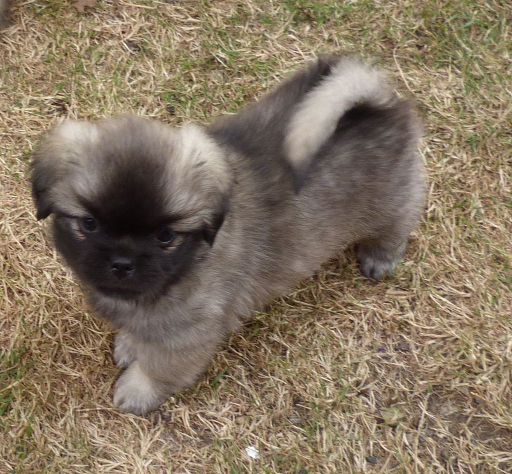 Des Petits Ecureuils - Chiots disponibles - Epagneul tibetain