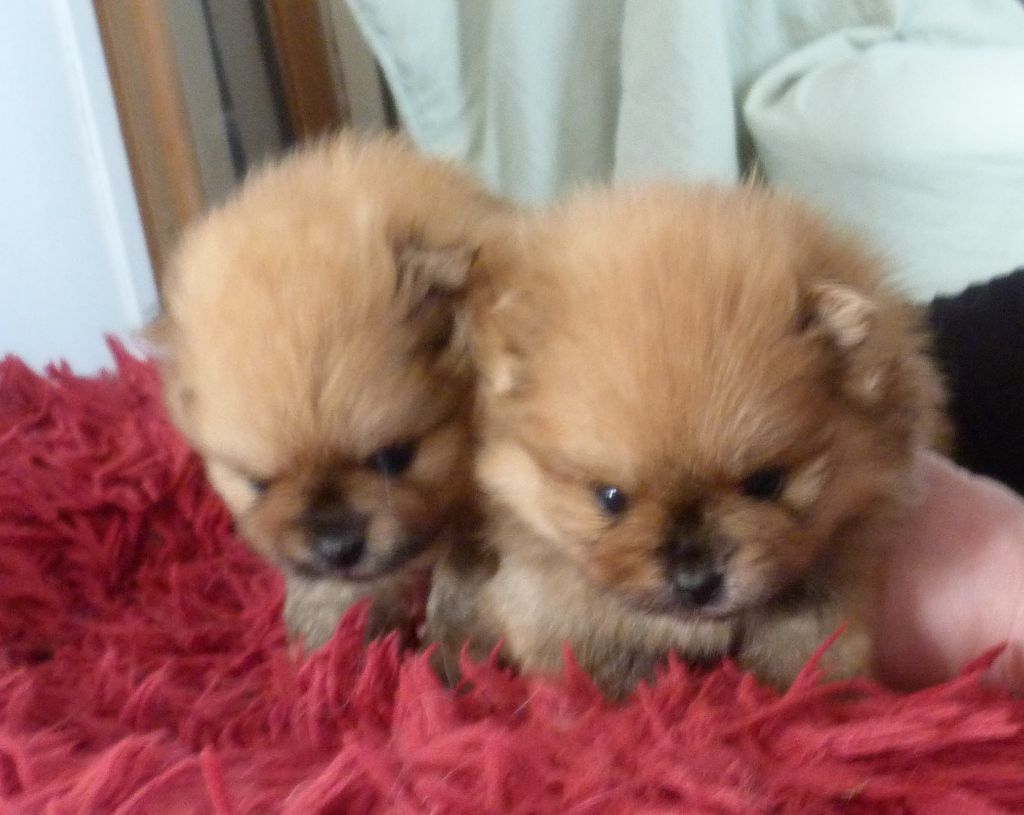 Des Petits Ecureuils - Chiots disponibles - Spitz allemand
