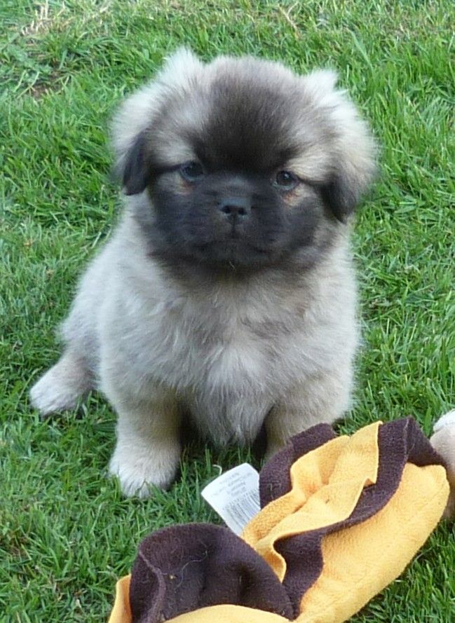 Des Petits Ecureuils - Chiots disponibles - Epagneul tibetain