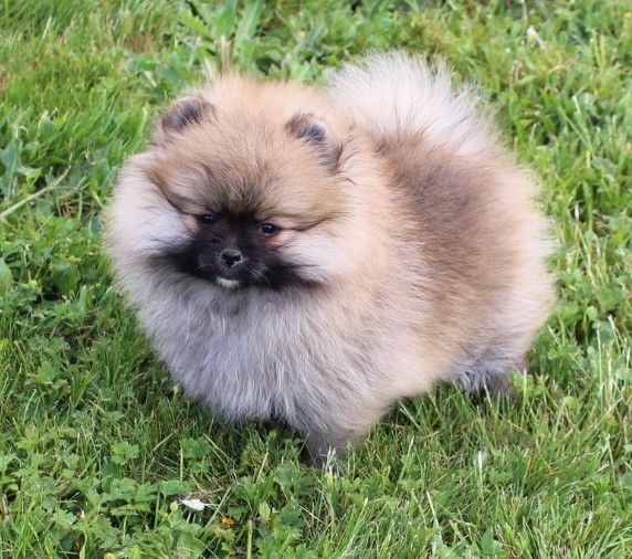 Des Petits Ecureuils - Chiots disponibles - Spitz allemand