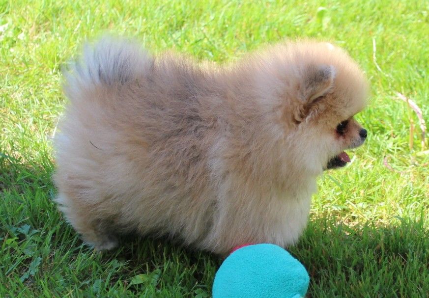 Des Petits Ecureuils - Chiots disponibles - Spitz allemand