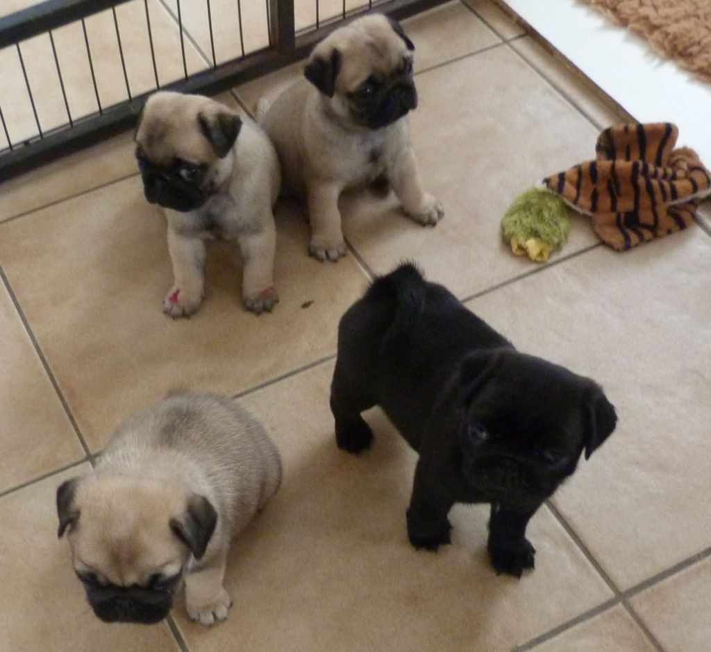 Chiot Carlin Des Petits Ecureuils