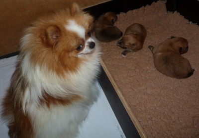 Chiot N°1