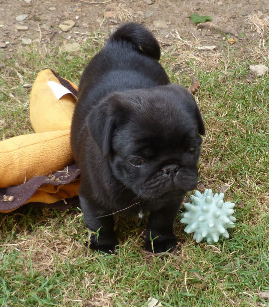 Des Petits Ecureuils - Chiots disponibles - Carlin