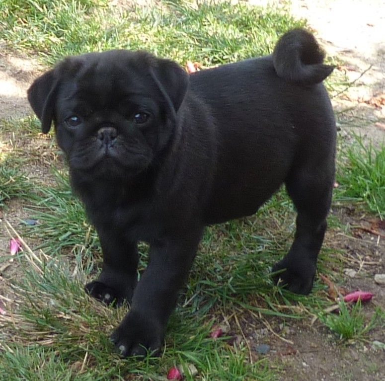 Des Petits Ecureuils - Chiots disponibles - Carlin