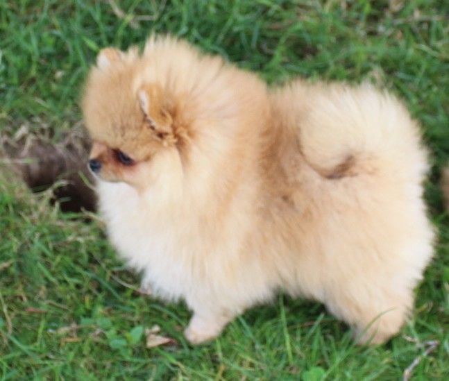Des Petits Ecureuils - Chiots disponibles - Spitz allemand