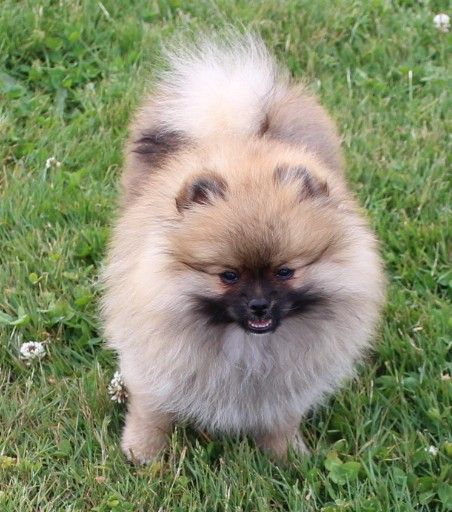 Des Petits Ecureuils - Chiots disponibles - Spitz allemand