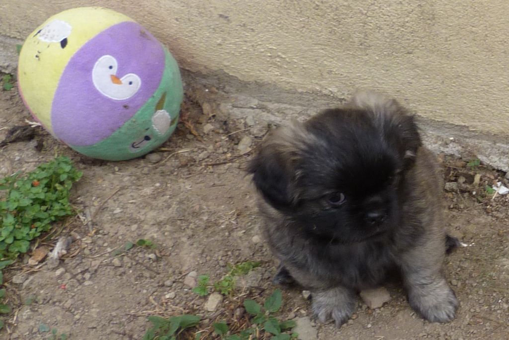 Des Petits Ecureuils - Chiots disponibles - Epagneul tibetain