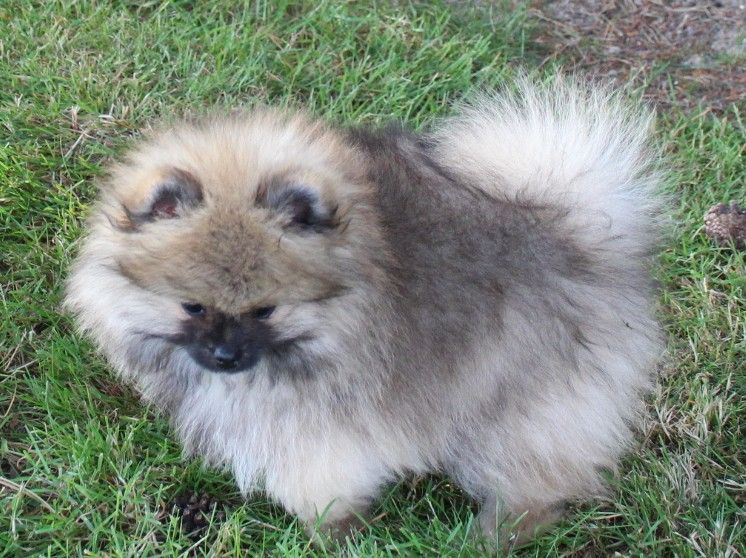 Des Petits Ecureuils - Chiots disponibles - Spitz allemand