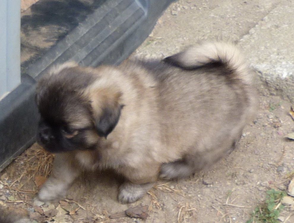 Des Petits Ecureuils - Chiots disponibles - Epagneul tibetain