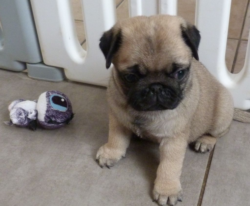 Des Petits Ecureuils - Chiots disponibles - Carlin