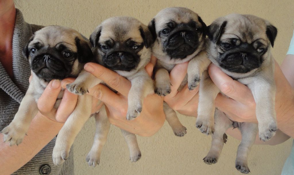 Chiot Carlin Des Petits Ecureuils