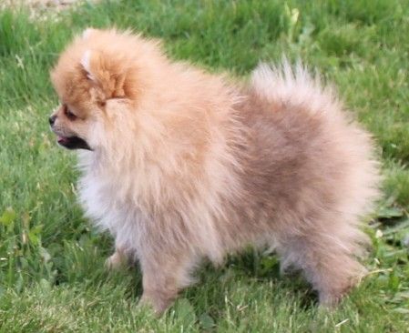 Des Petits Ecureuils - Chiots disponibles - Spitz allemand