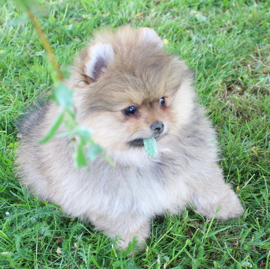 Des Petits Ecureuils - Chiots disponibles - Spitz allemand