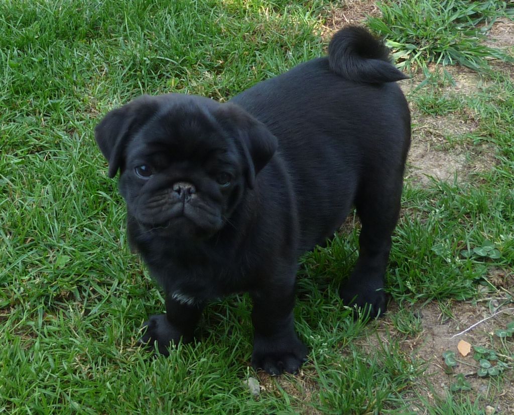 Des Petits Ecureuils - Chiots disponibles - Carlin