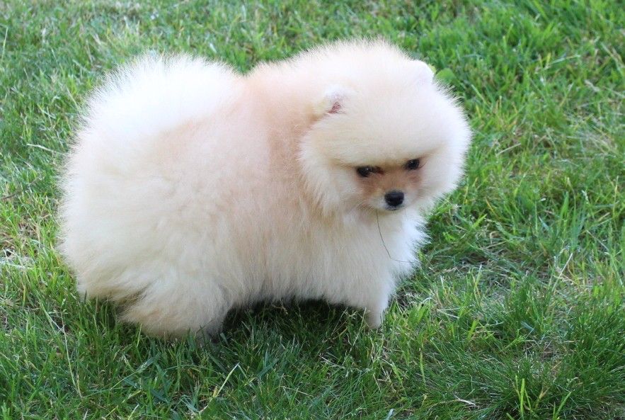 Des Petits Ecureuils - Chiots disponibles - Spitz allemand