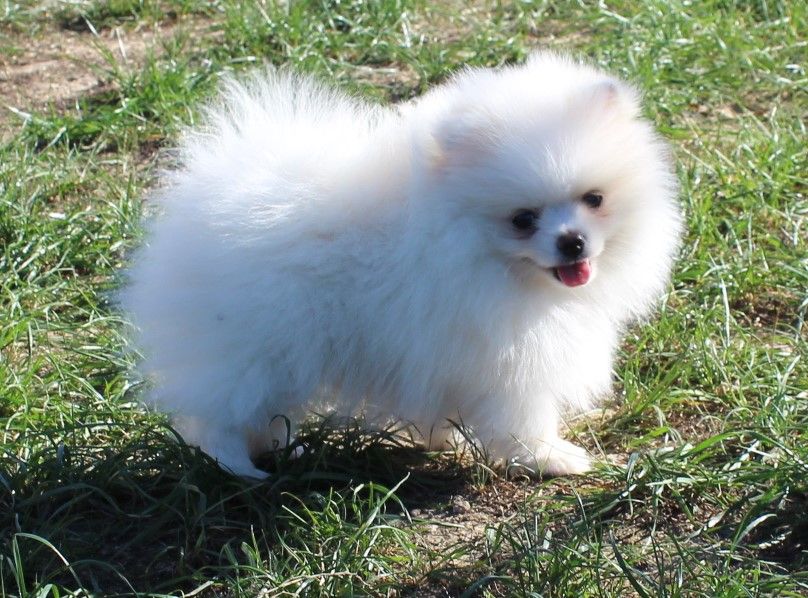 Des Petits Ecureuils - Spitz allemand - Portée née le 10/07/2022