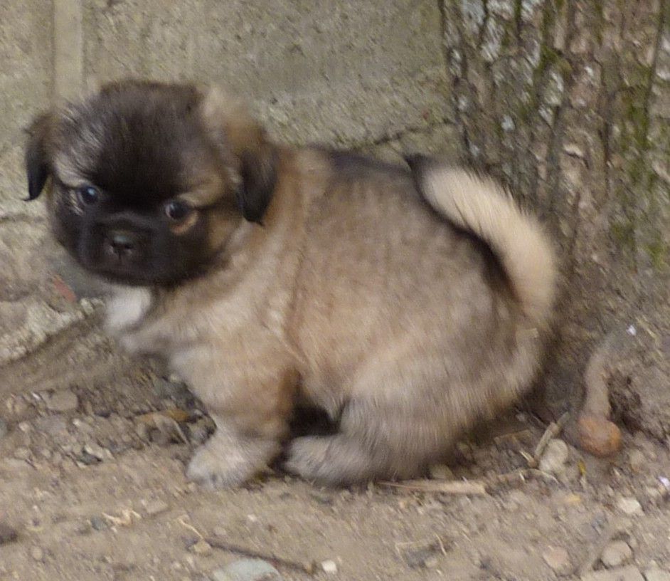 Des Petits Ecureuils - Chiots disponibles - Epagneul tibetain